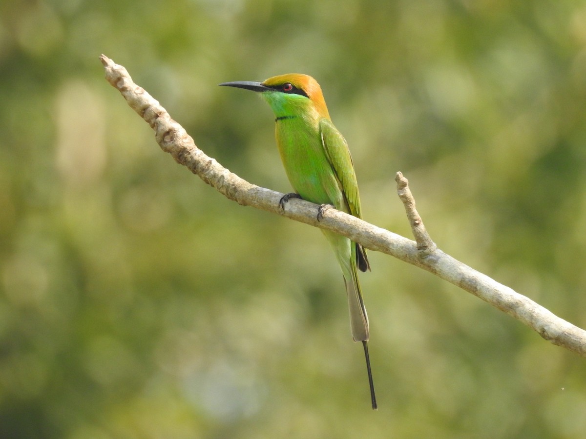 Asian Green Bee-eater - ML124578691