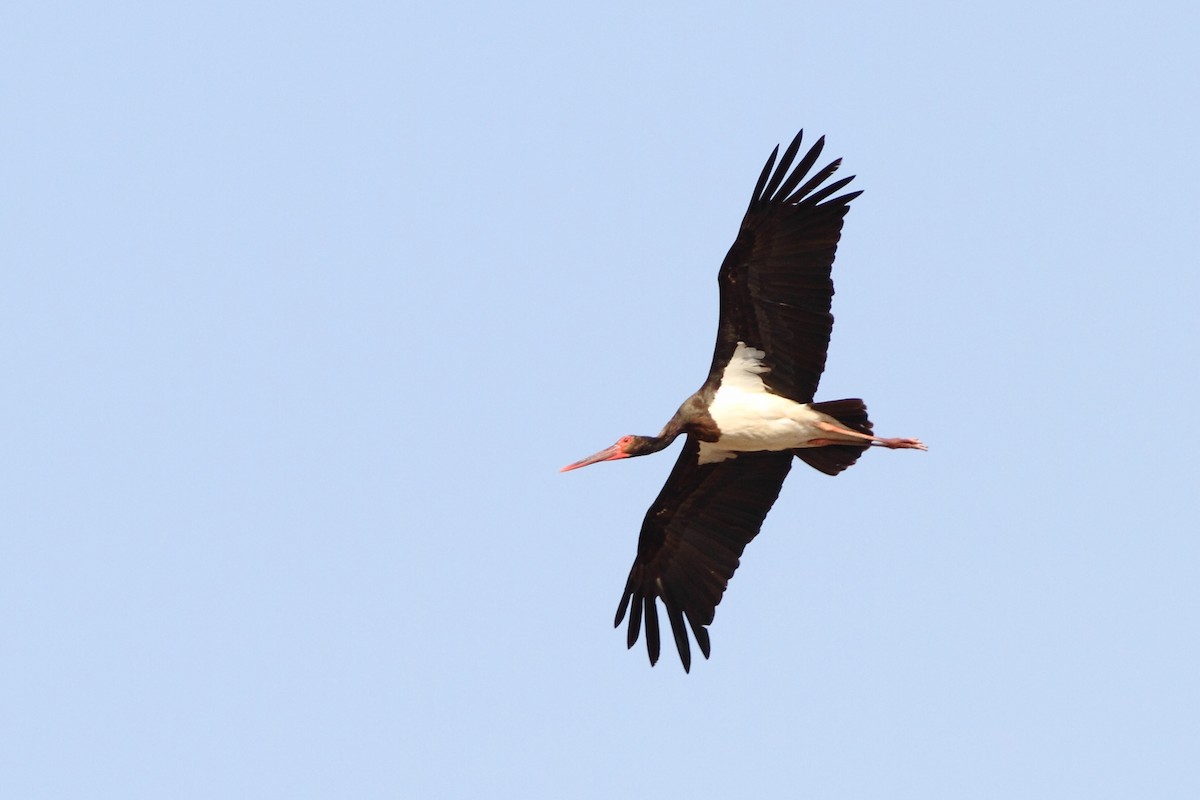 Black Stork - Ohad Sherer