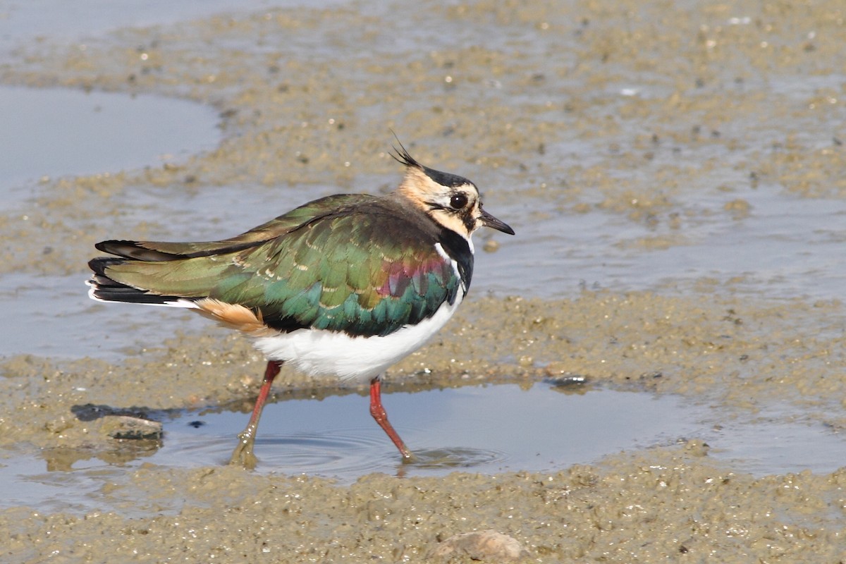 Northern Lapwing - Ohad Sherer