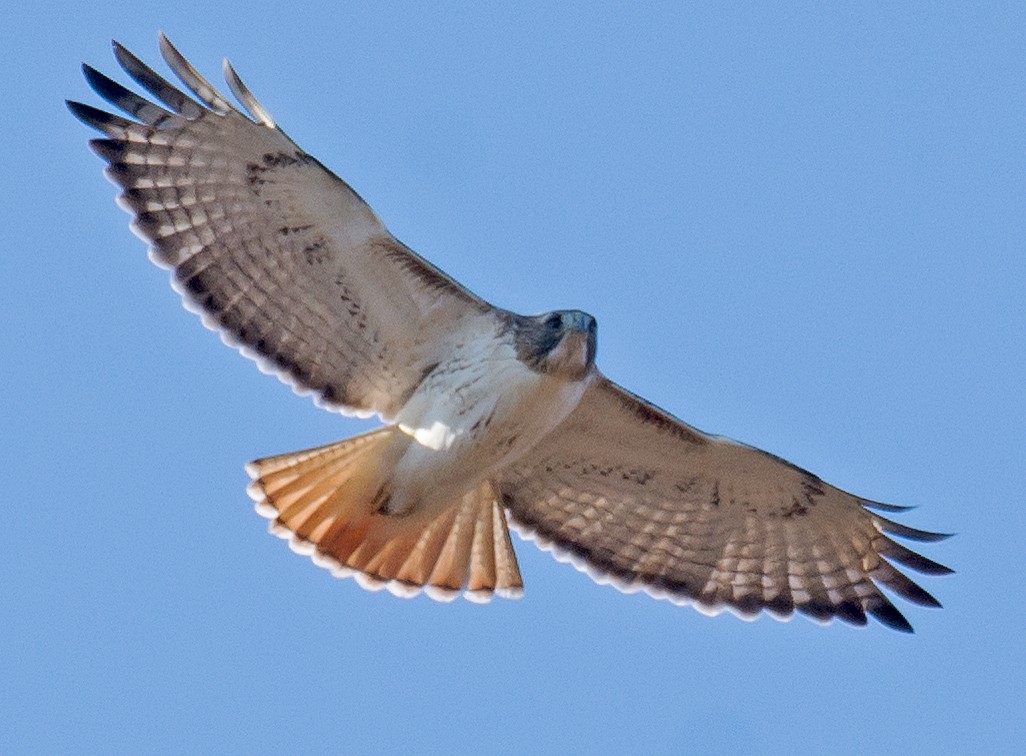 Red-tailed Hawk - Jack and Shirley Foreman