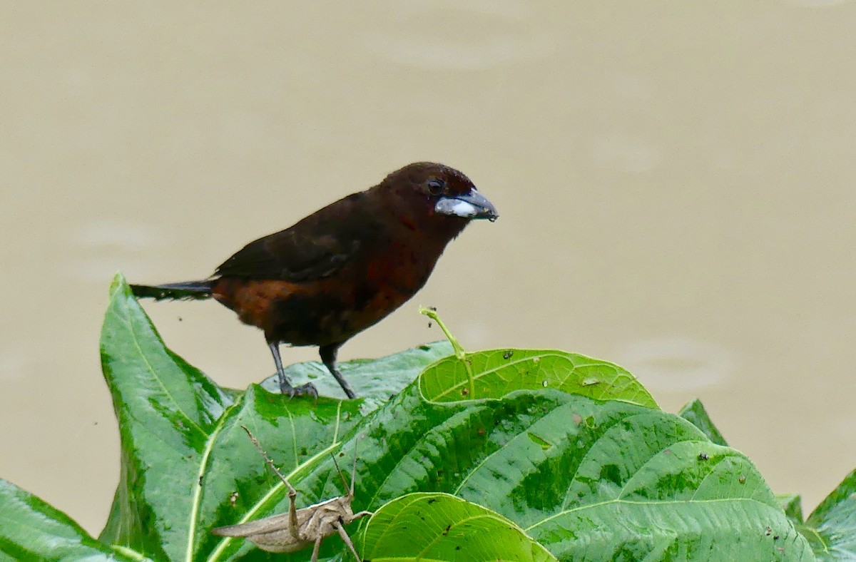 Silver-beaked Tanager - ML124585461