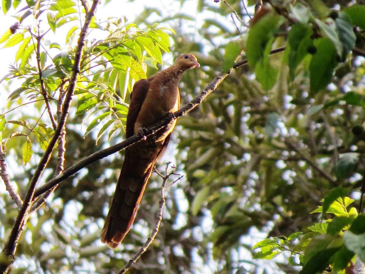 Sultan's Cuckoo-Dove (Sulawesi) - ML124587201