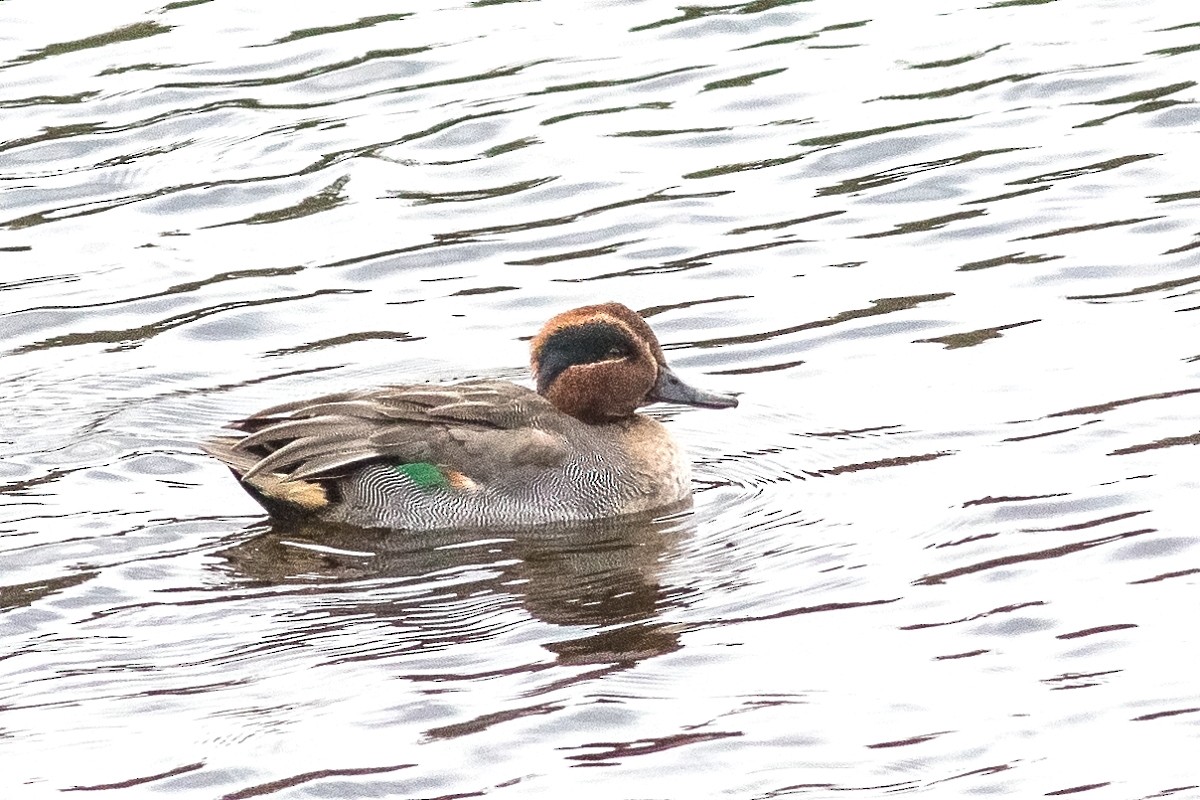 Green-winged Teal - ML124589081