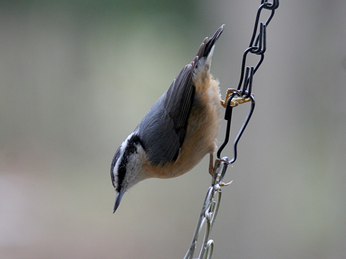 Red-breasted Nuthatch - ML124592021