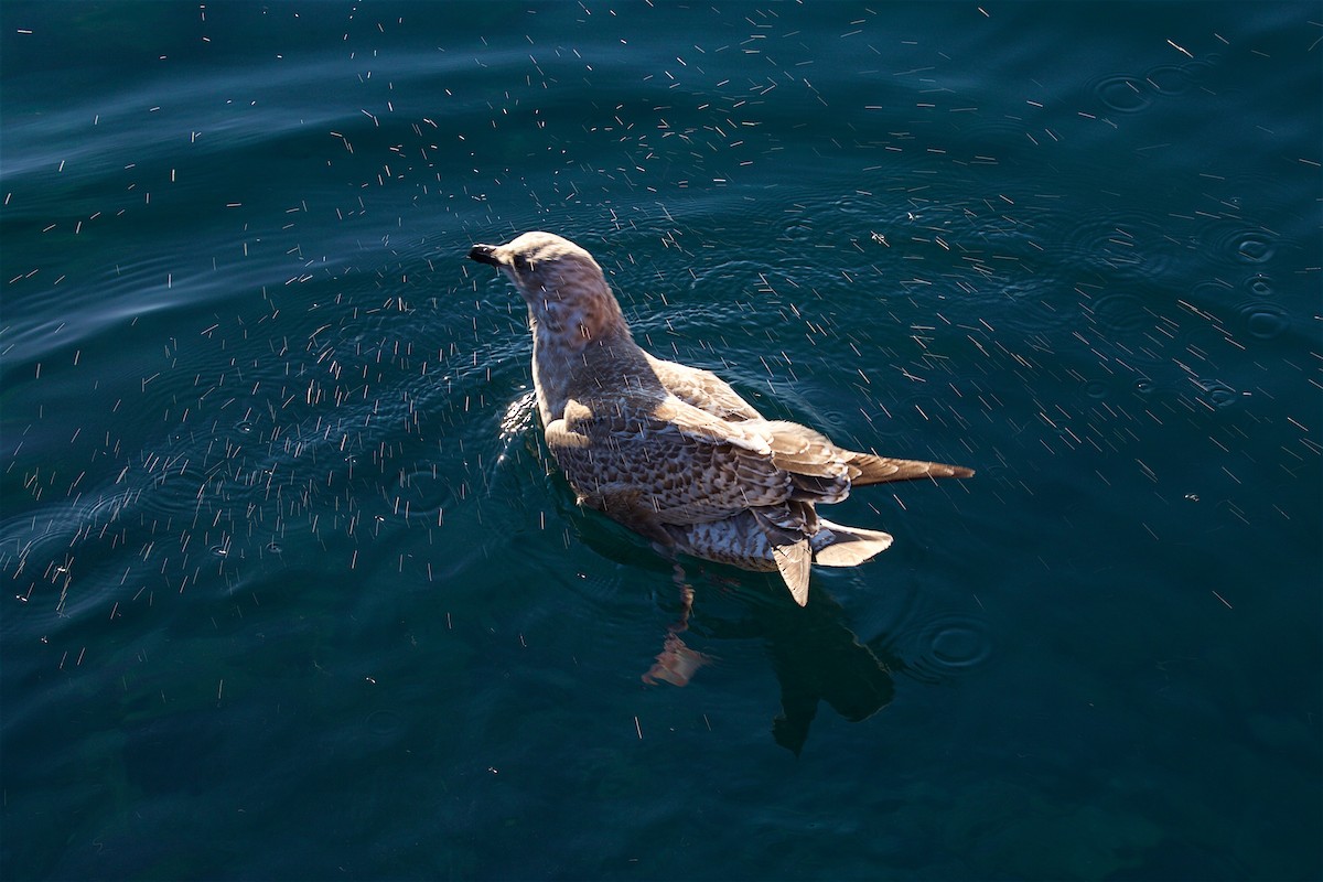 Slaty-backed Gull - Reginald  David