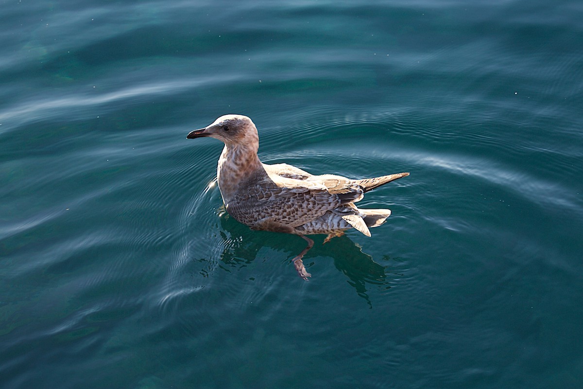 Slaty-backed Gull - Reginald  David