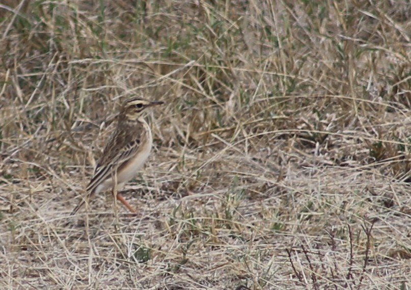 African Pipit - ML124594421