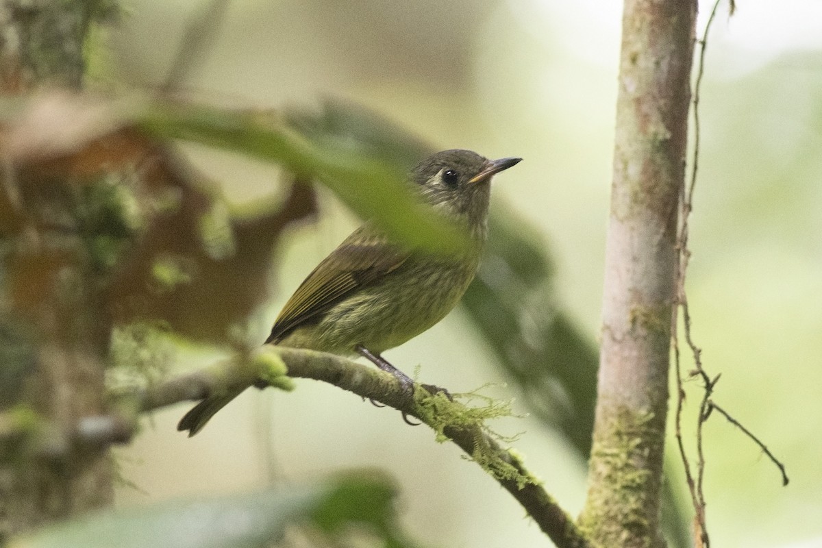 Olive-streaked Flycatcher - Guillermo  Saborío Vega