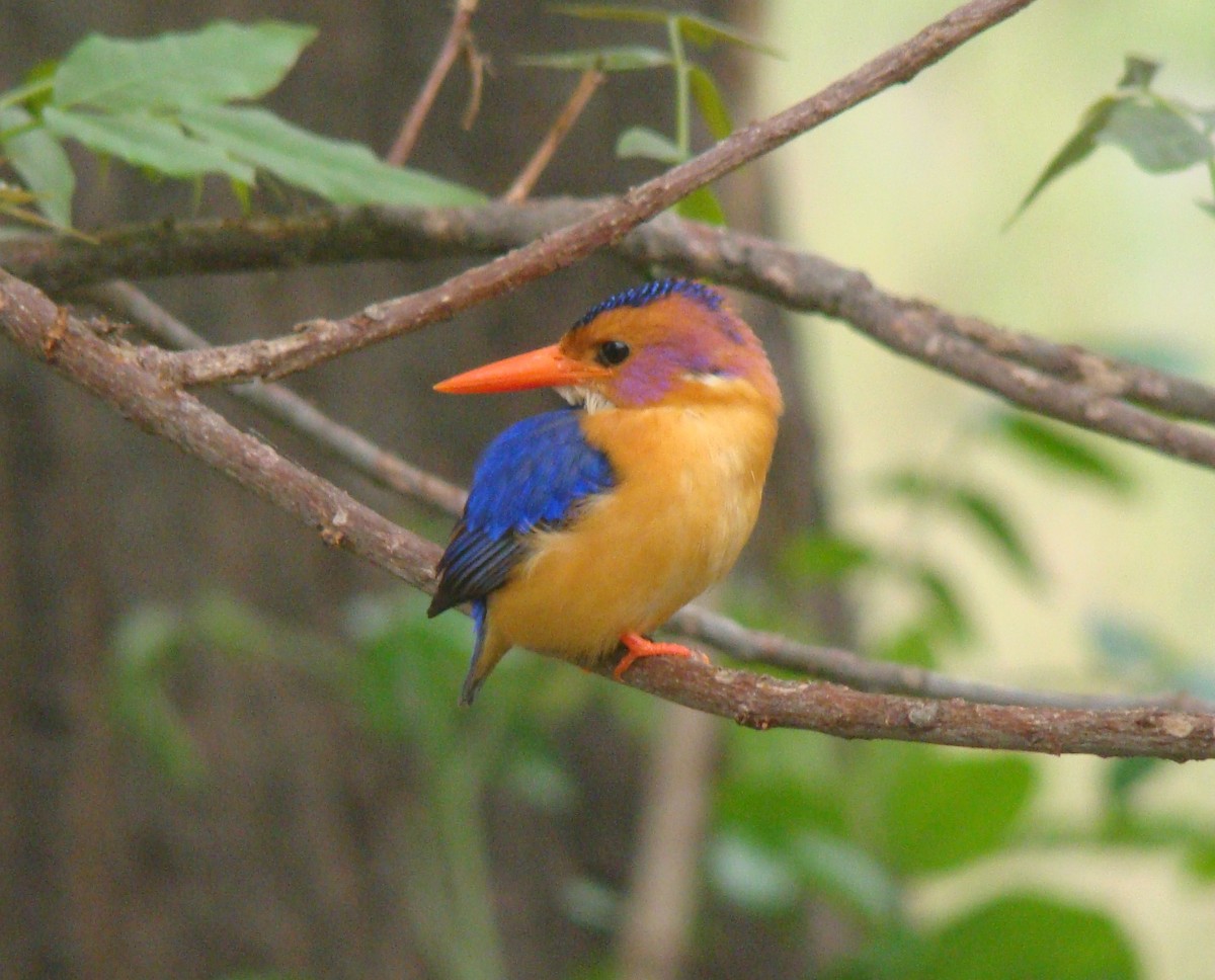 African Pygmy Kingfisher - Steve Patmore