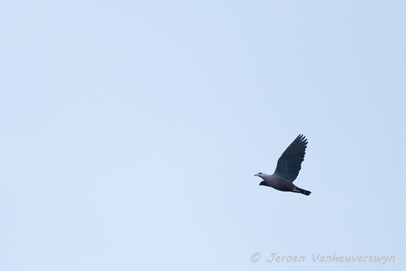 Pinon's Imperial-Pigeon - Jeroen Vanheuverswyn