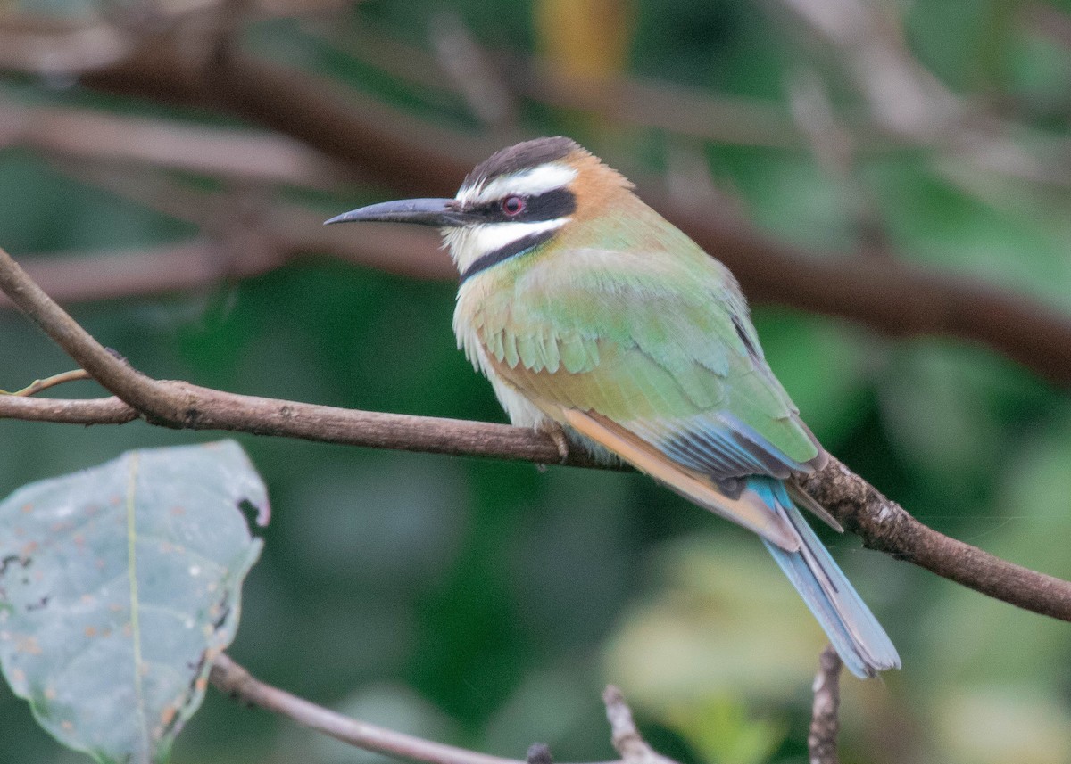 White-throated Bee-eater - Michael Hooper
