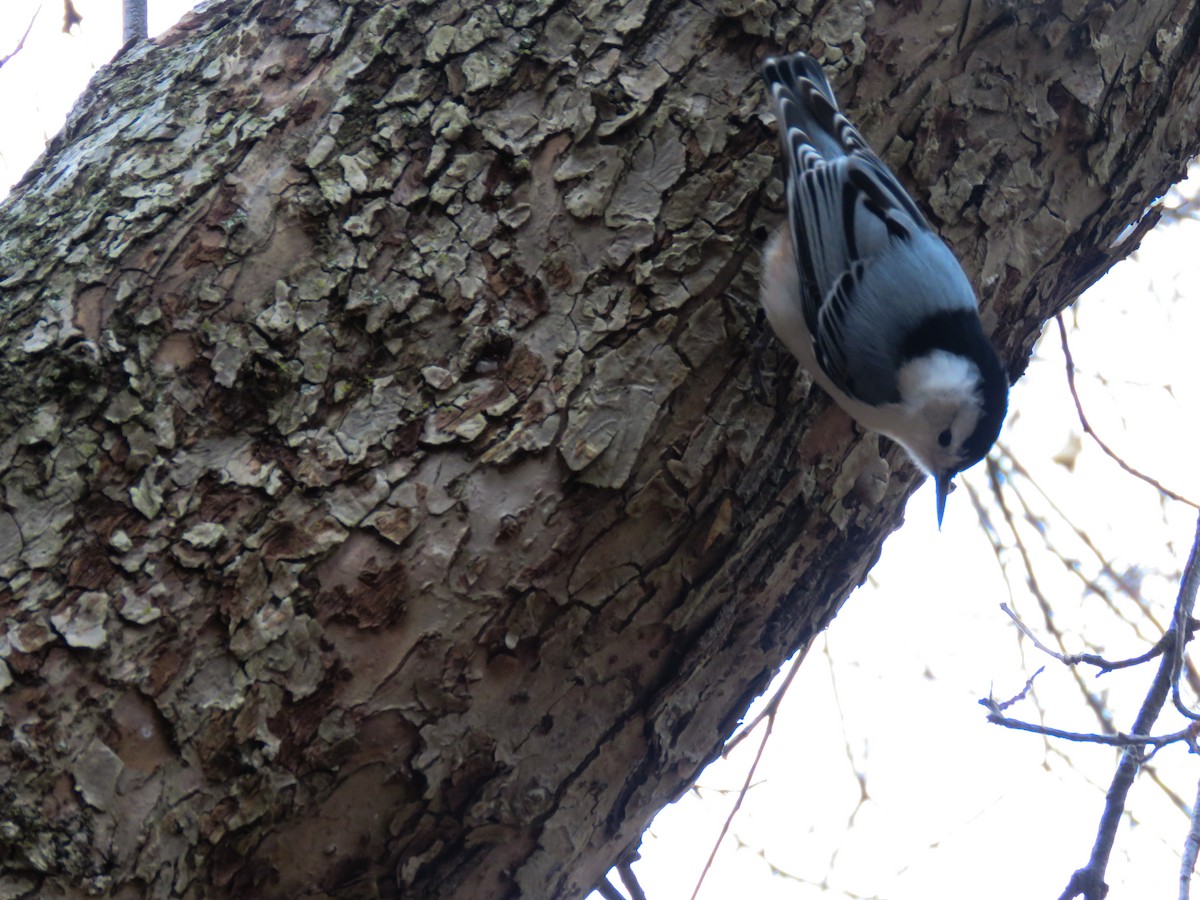 White-breasted Nuthatch - ML124605031