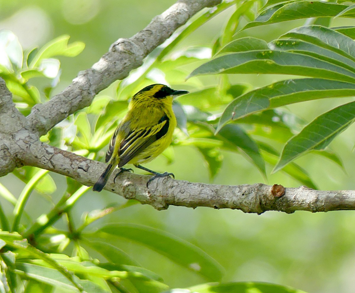 Yellow-browed Tody-Flycatcher - Charles Duncan