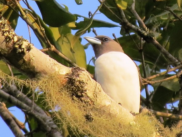 Ivory-backed Woodswallow