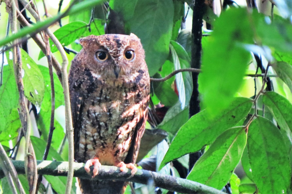 Sulawesi Scops-Owl - ML124613561