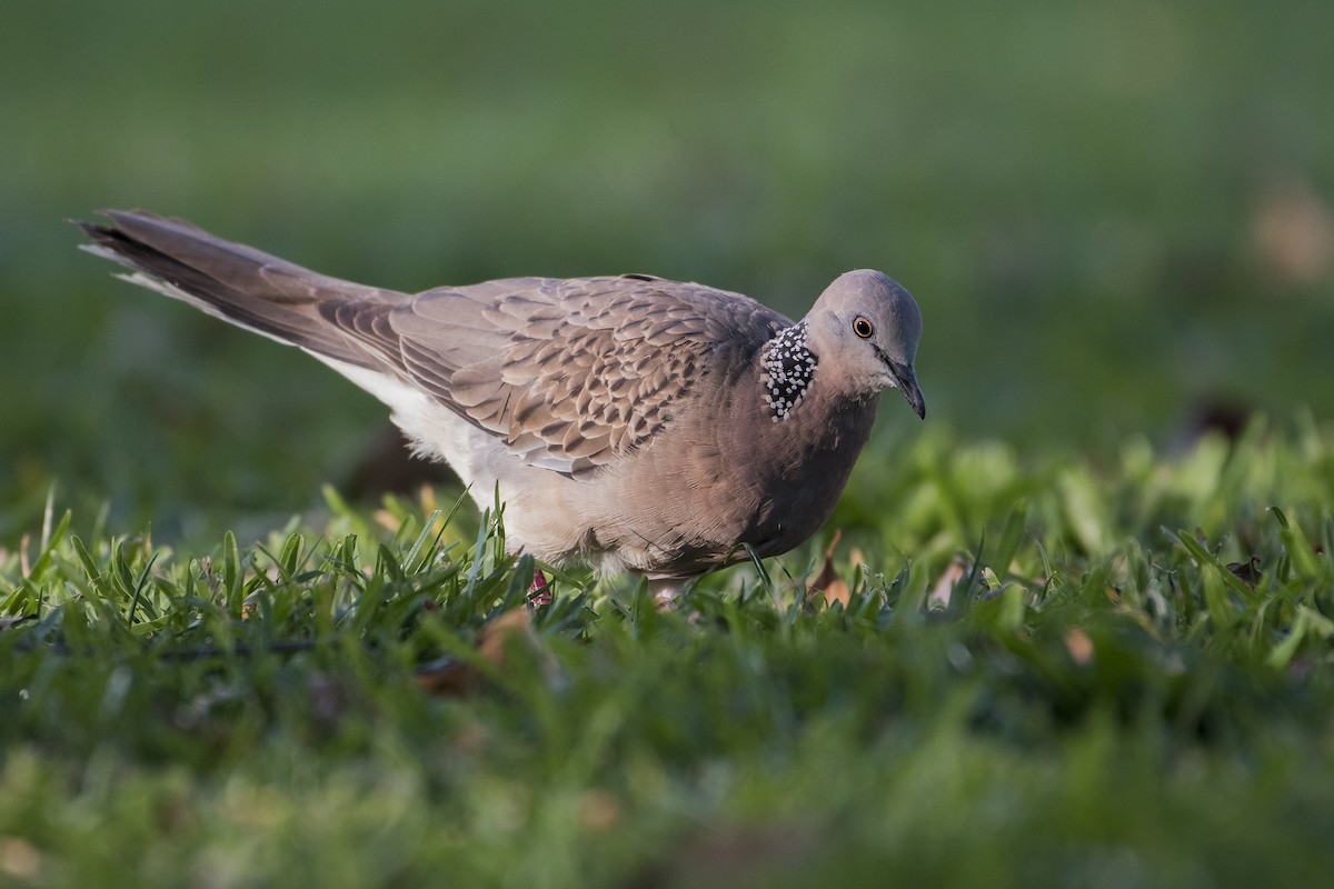 Spotted Dove - Lucas Brook