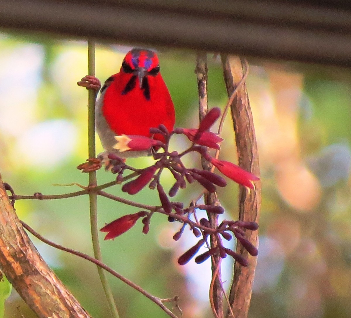 Crimson Sunbird - Todd Pepper