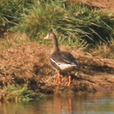 Greater White-fronted Goose - Linda Montgomery