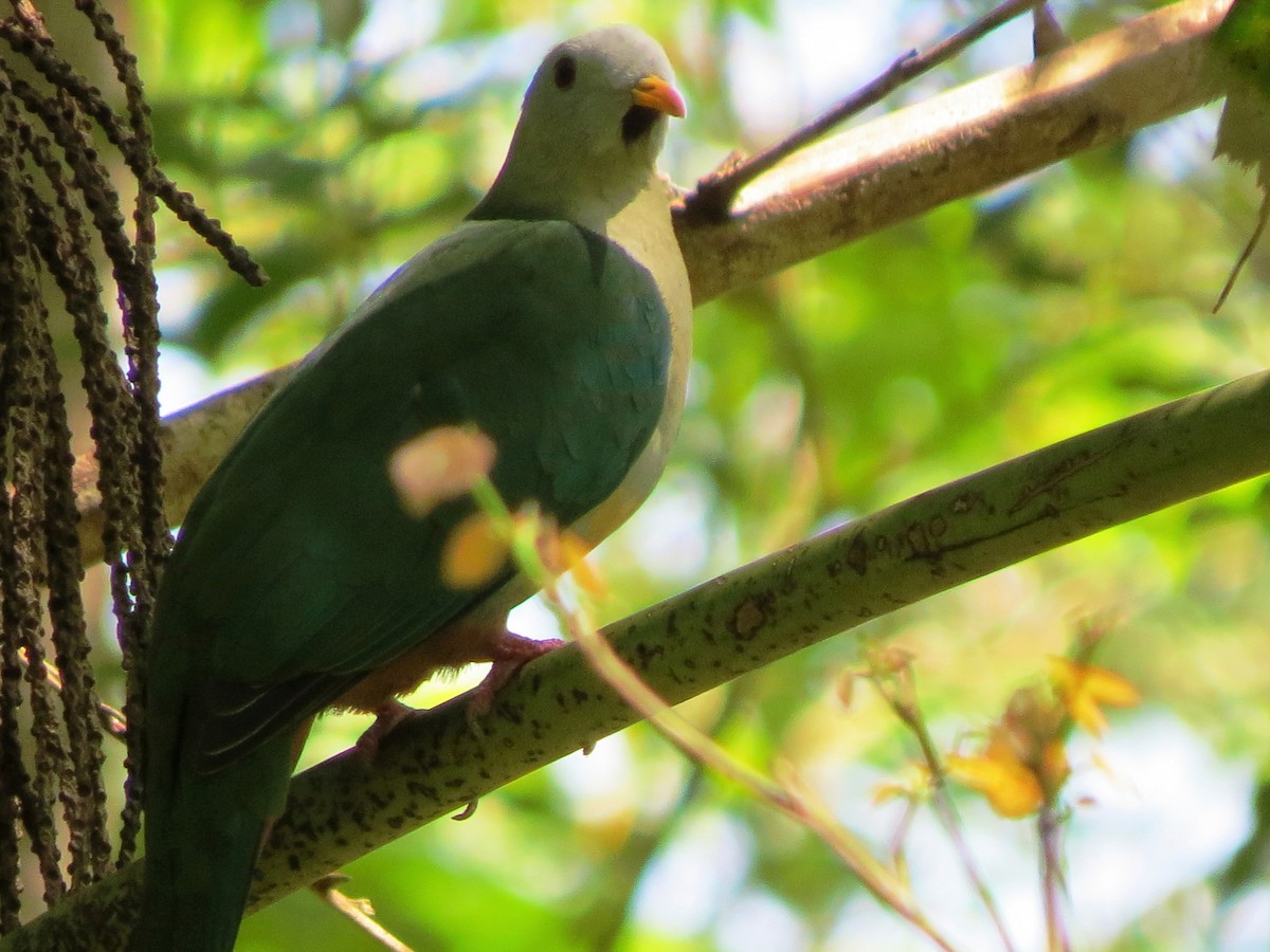 Maroon-chinned Fruit-Dove - ML124622691