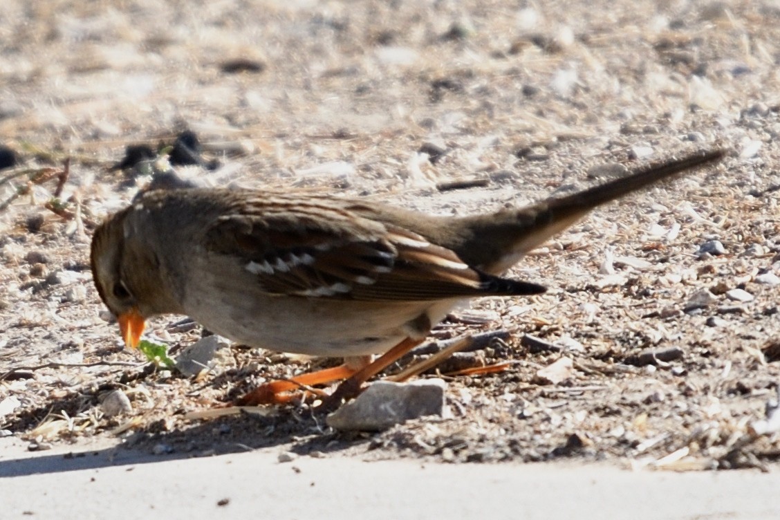 White-crowned Sparrow - ML124626291