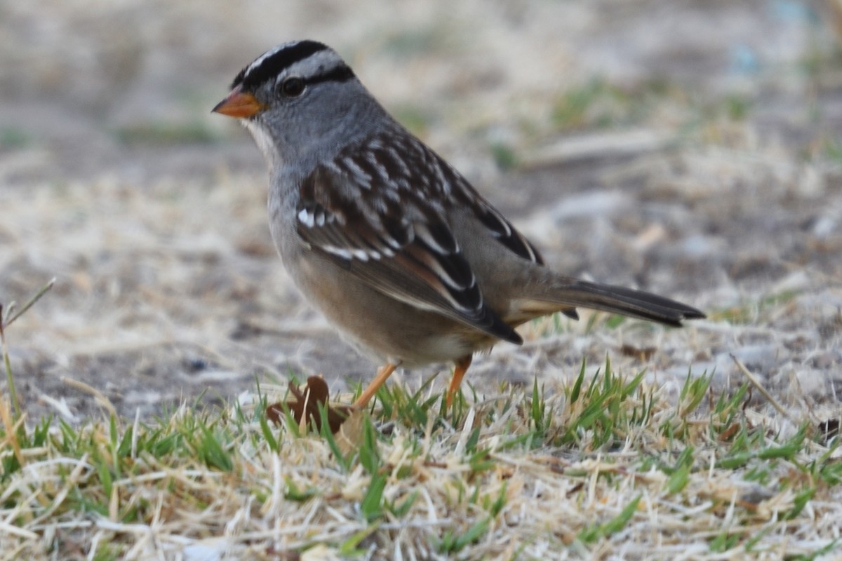 White-crowned Sparrow - ML124626301