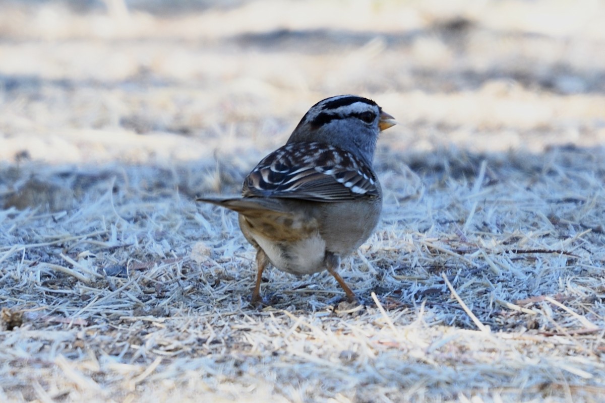White-crowned Sparrow - ML124626321