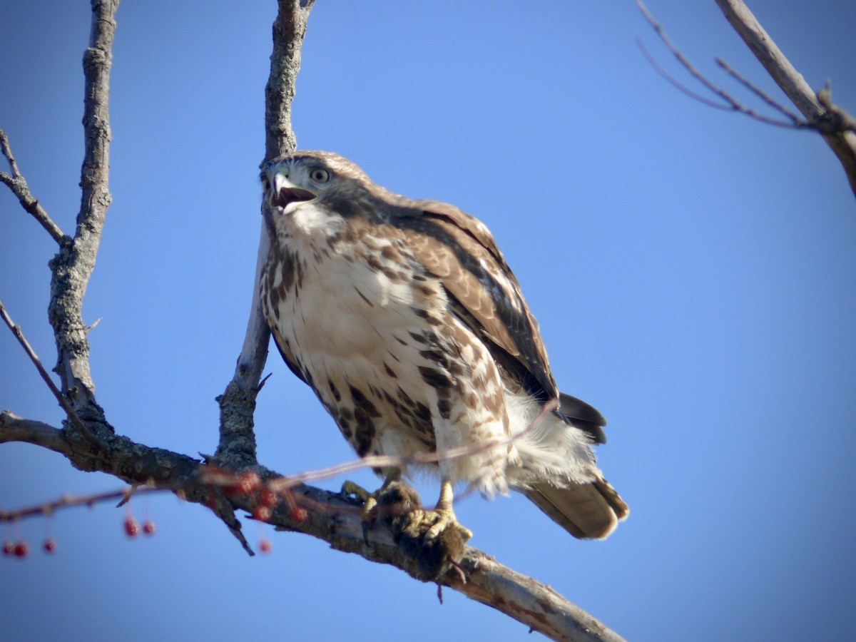 Red-tailed Hawk - ML124628111