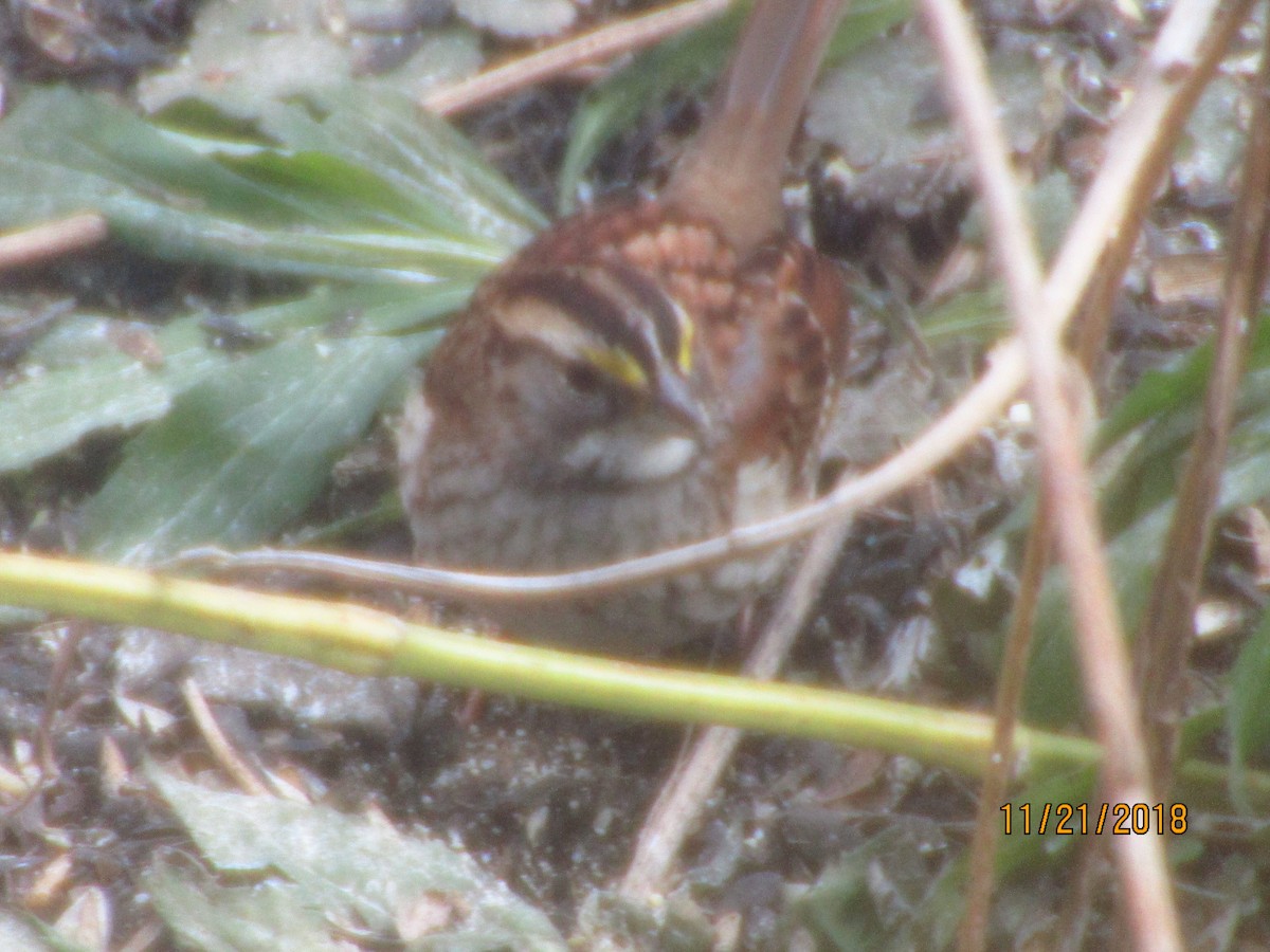 White-throated Sparrow - ML124630271