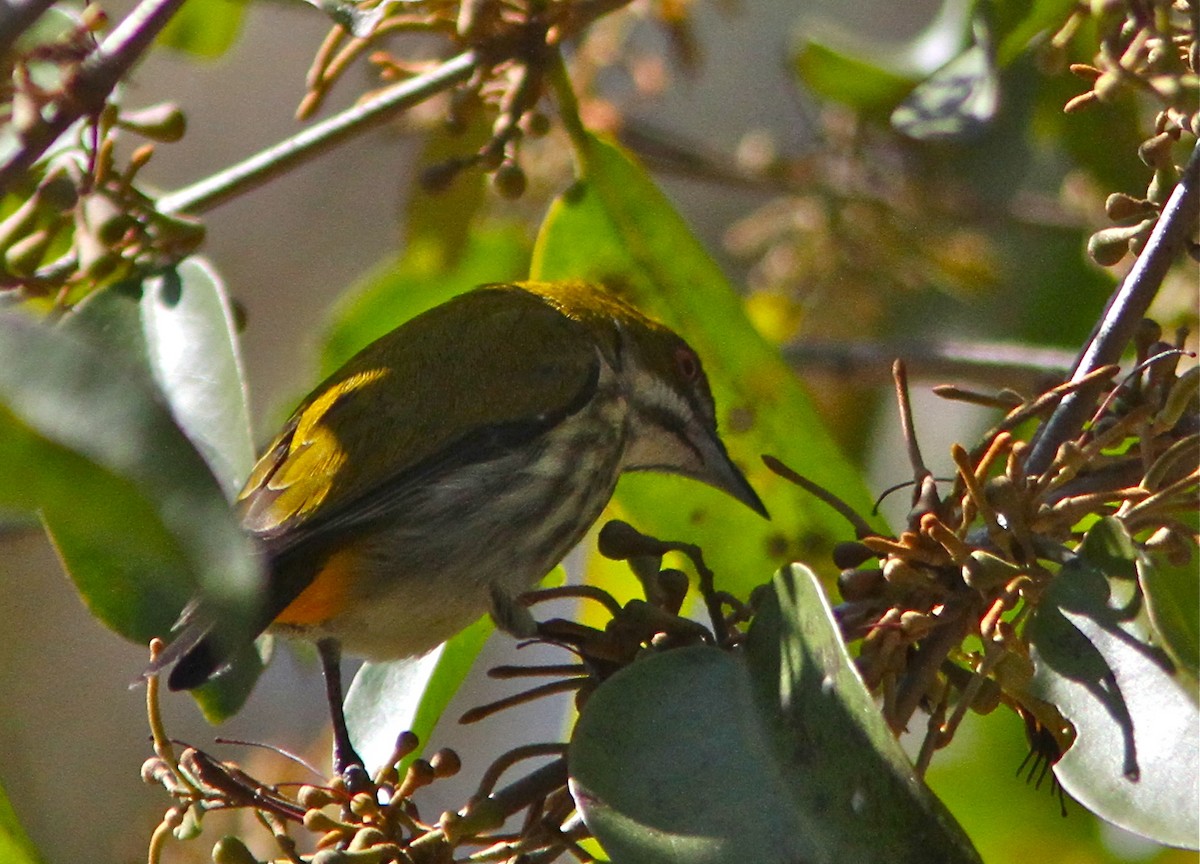Yellow-vented Flowerpecker - Don Roberson