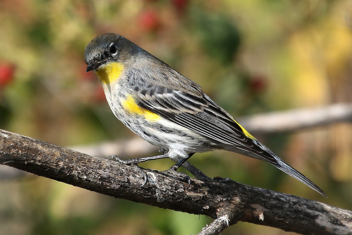 Yellow-rumped Warbler (Audubon's) - ML124637171