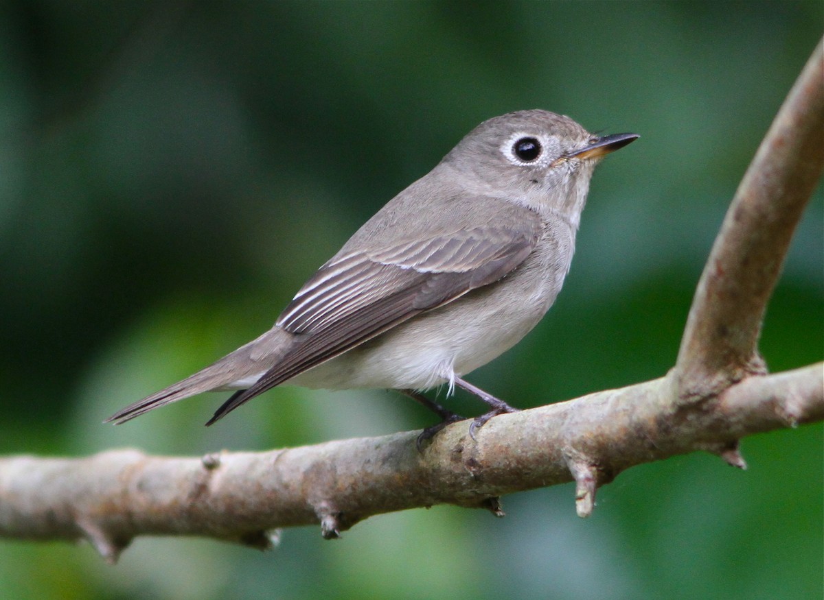 Asian Brown Flycatcher - Don Roberson