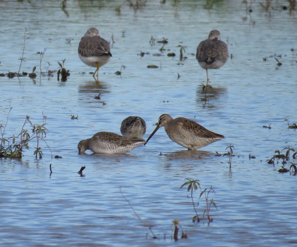 Long-billed Dowitcher - ML124641651