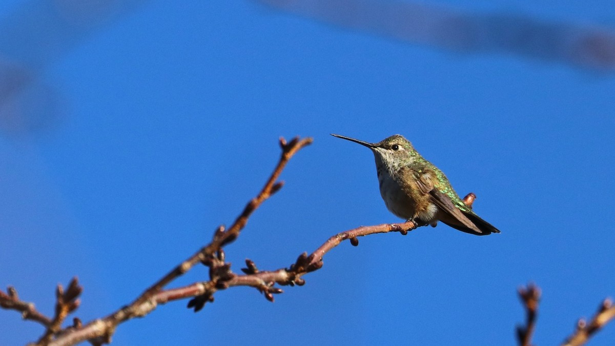Rufous Hummingbird - Drew Chaney
