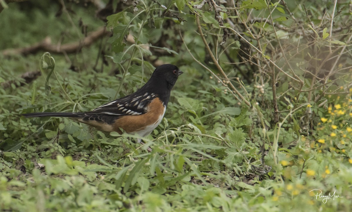 Spotted Towhee - Pliny Mier