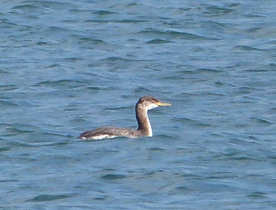 Red-necked Grebe - ML124645551