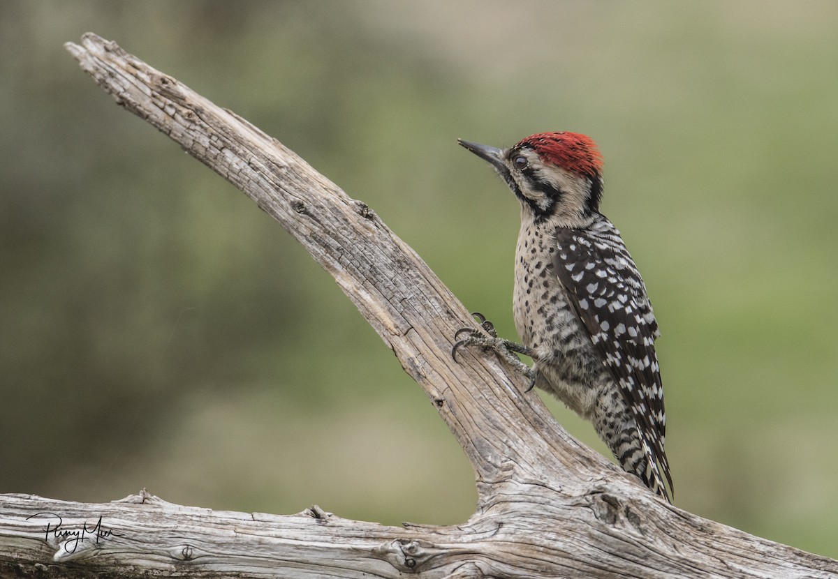 Ladder-backed Woodpecker - Pliny Mier