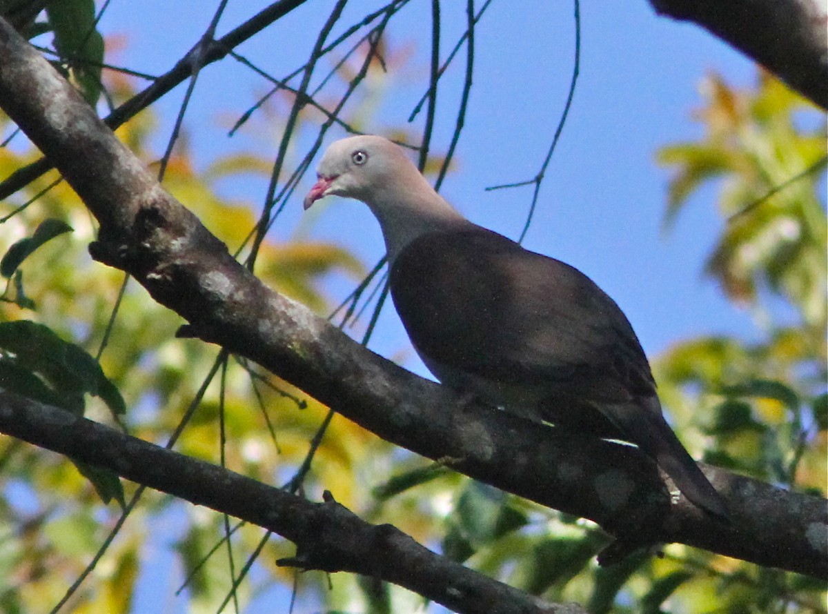 Mountain Imperial-Pigeon - Don Roberson