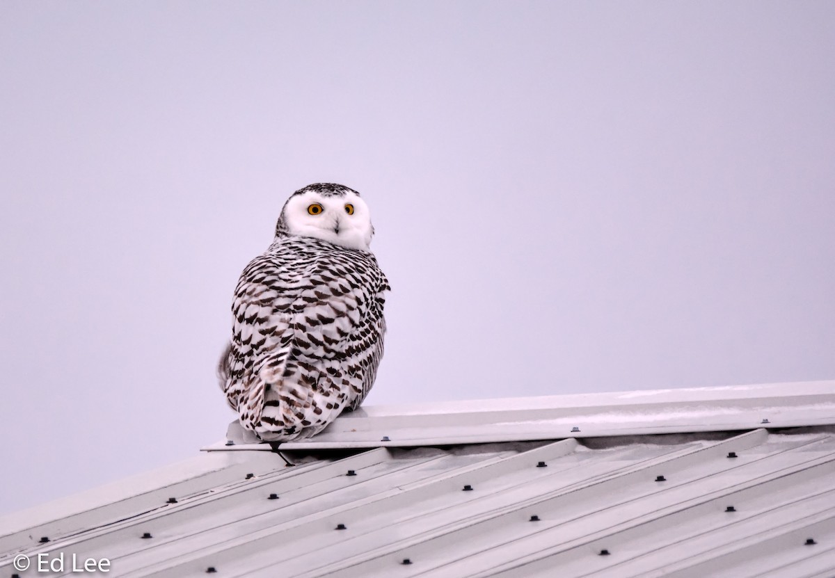 Snowy Owl - Ed Lee