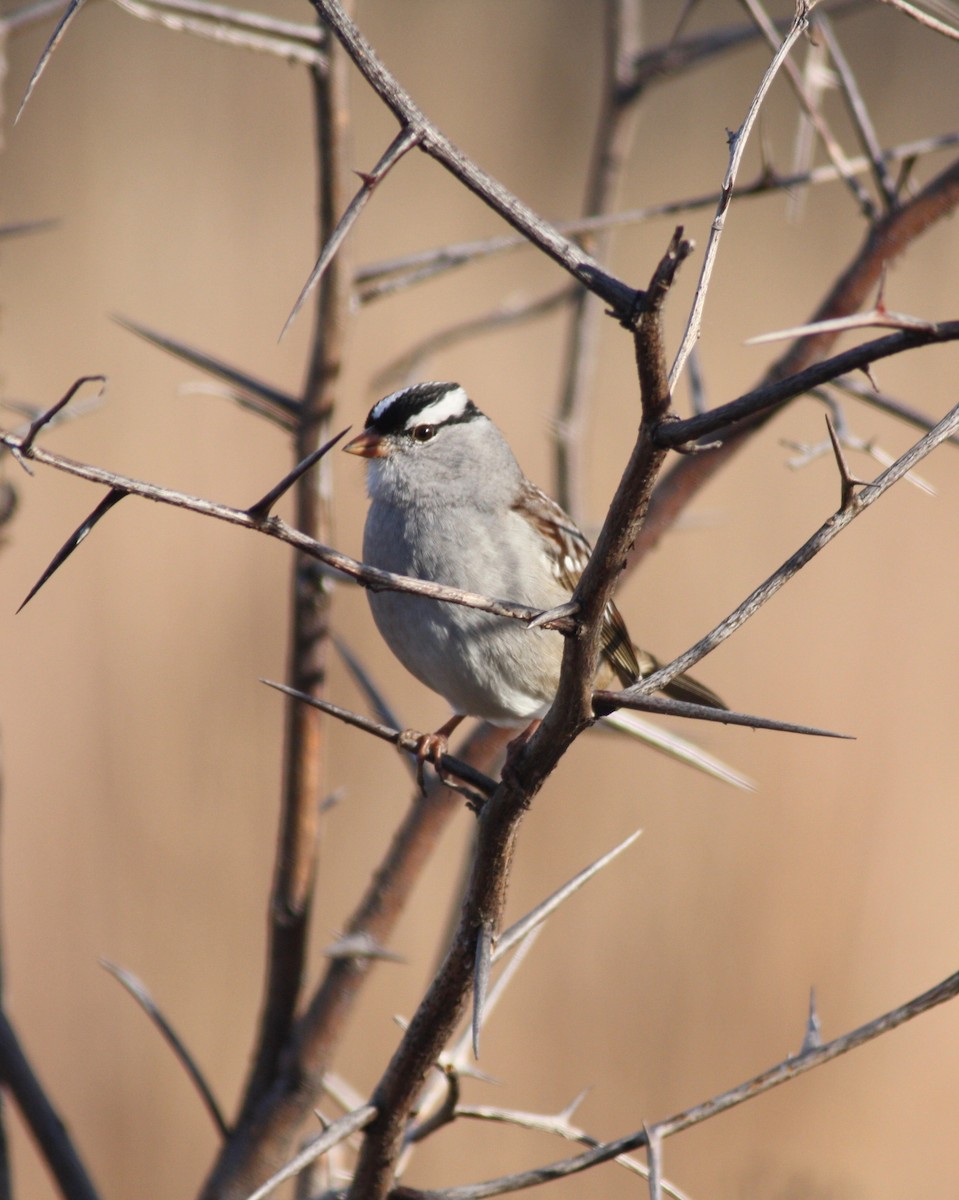 White-crowned Sparrow - ML124652281