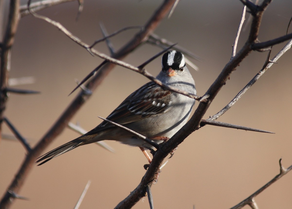 White-crowned Sparrow - ML124652351