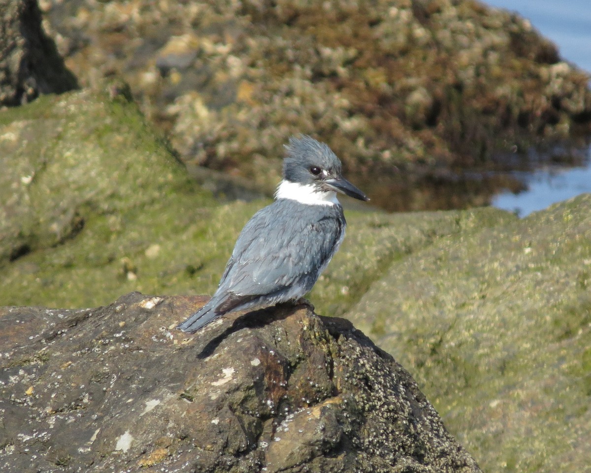 Belted Kingfisher - ML124654831