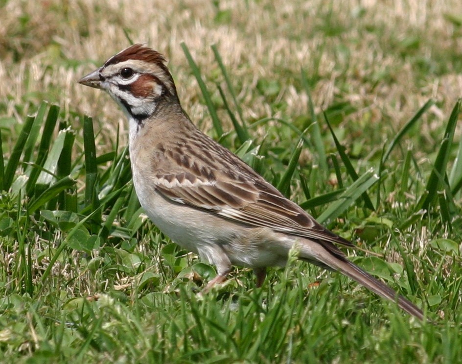 Lark Sparrow - Tom Benson