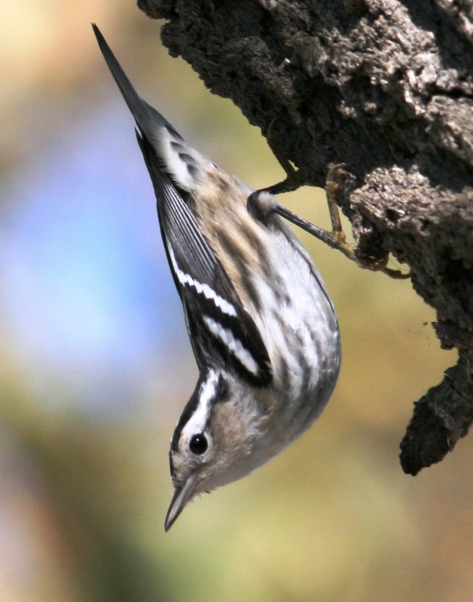 Black-and-white Warbler - ML124669961