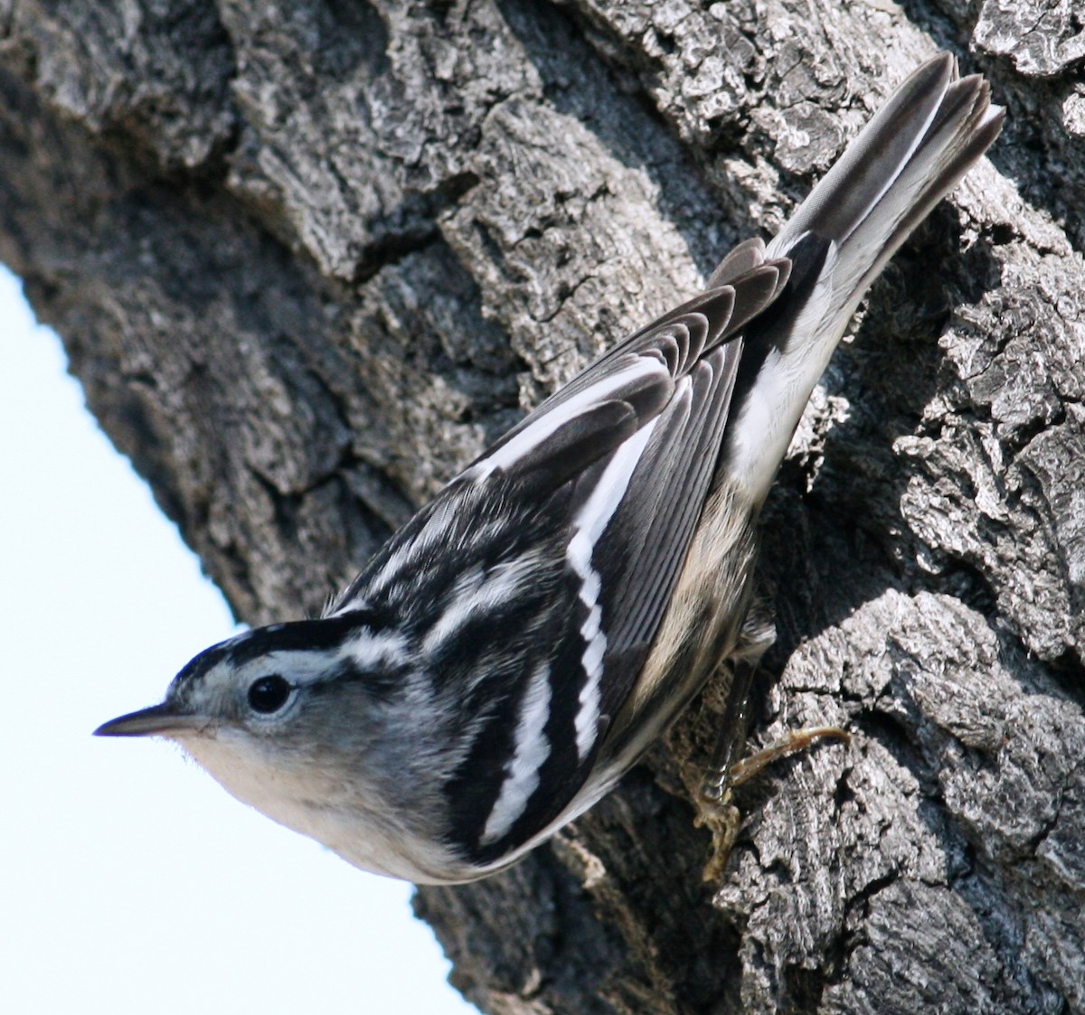 Black-and-white Warbler - ML124669971