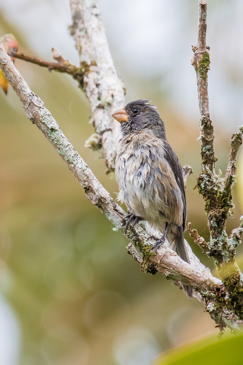 Gray Seedeater - ML124670291