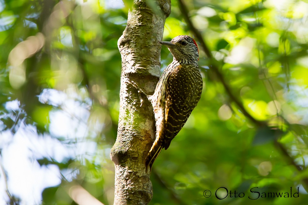 Golden-tailed Woodpecker - Otto Samwald