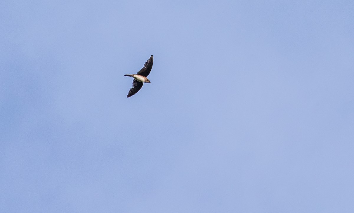 Brown-chested Martin - ML124672981