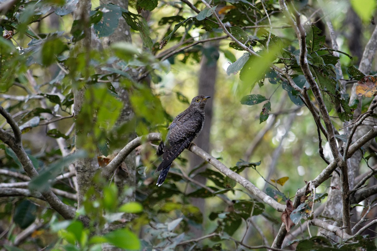 Common Cuckoo - Shaurya Rahul Narlanka