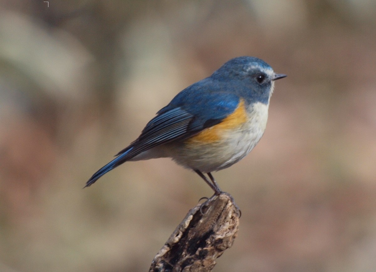 Red-flanked Bluetail - ML124679491