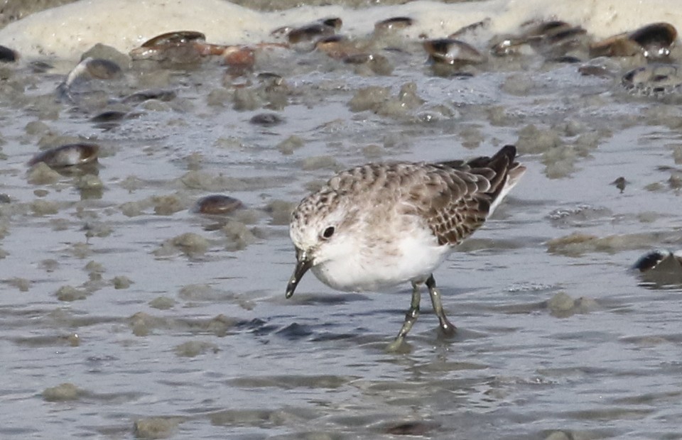 Red-necked Stint - Dave Bakewell